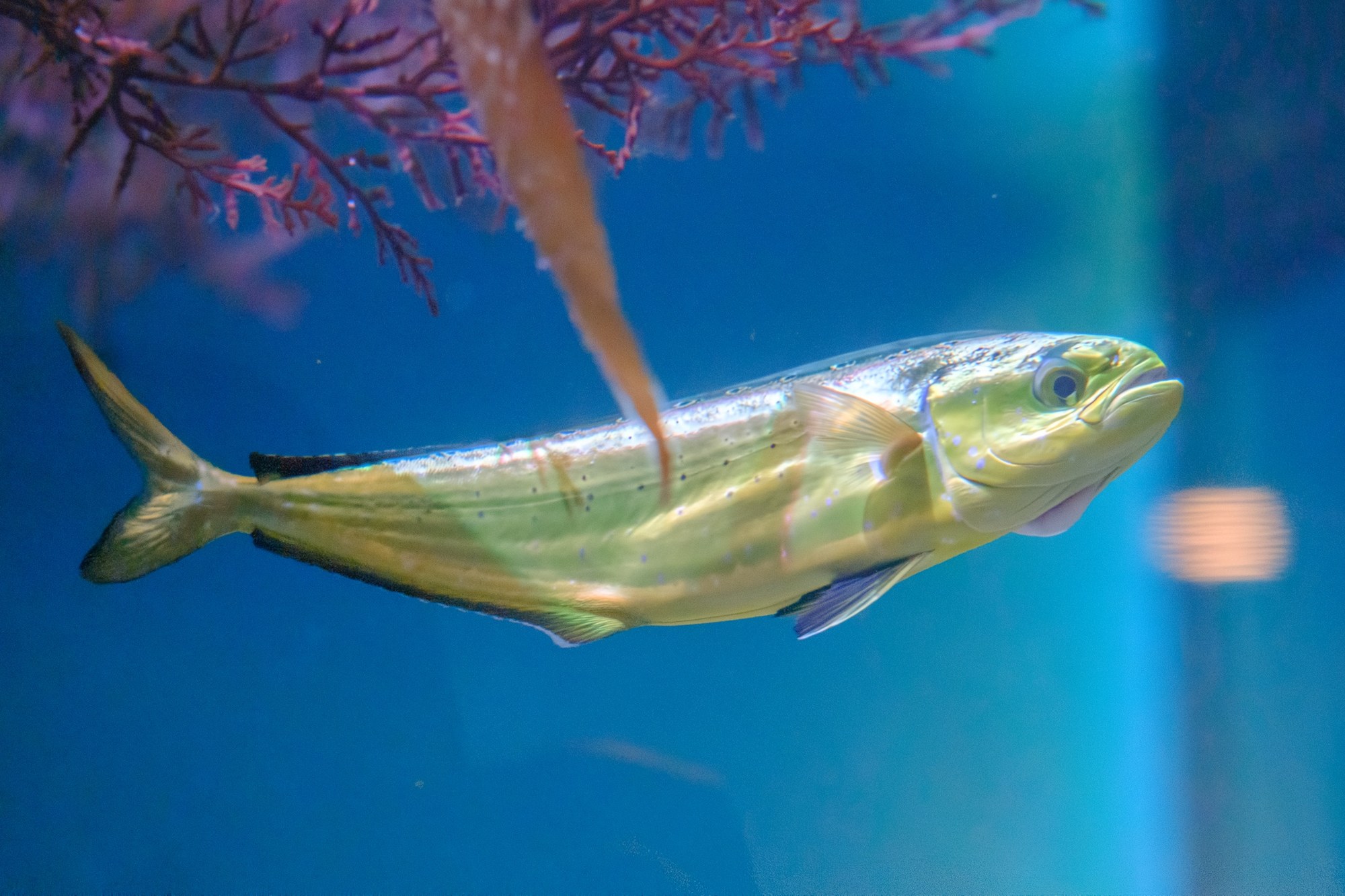 Dorado común en la bahía de Monterey