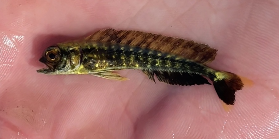 Dorado común en la bahía Shinnecock, Hampton Bays, Nueva York, Estados Unidos, imagen recortada