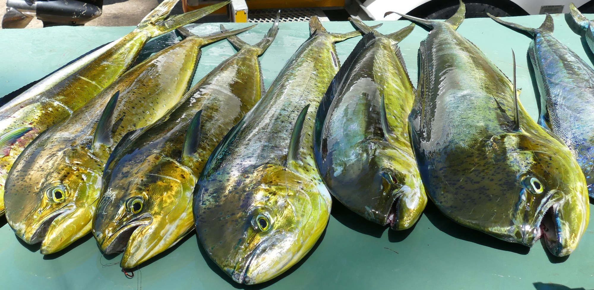 Ejemplares de dorado común, Coryphaena hippurus