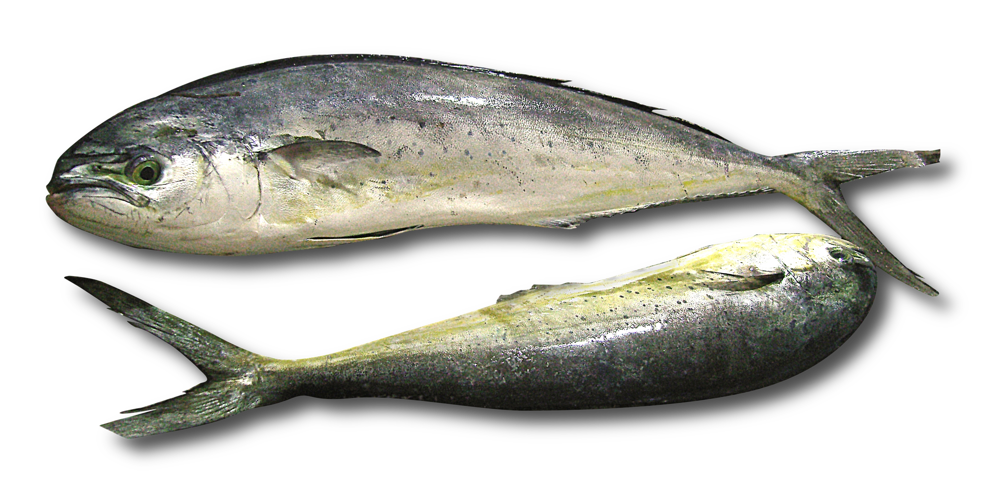 Coryphaena hippurus en Túnez