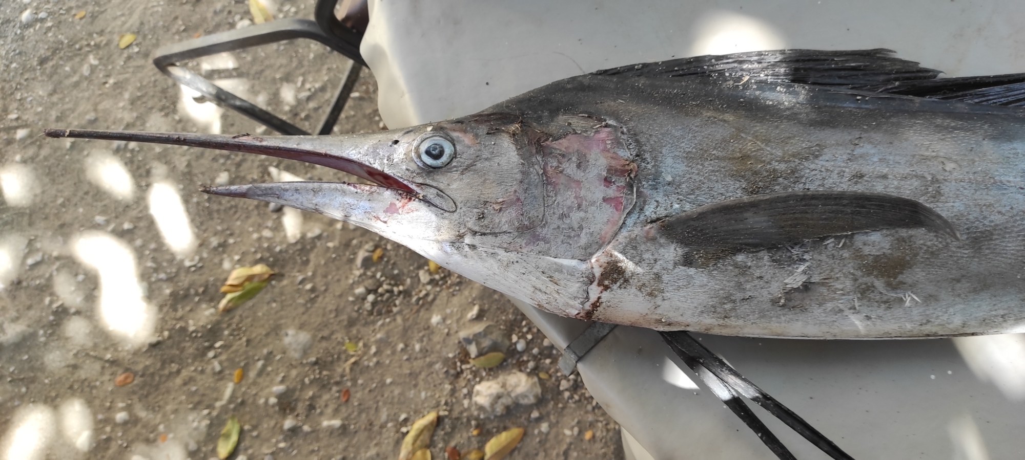 Cabeza de un marlín azul con la mandíbula superior alargada y el ojo visible