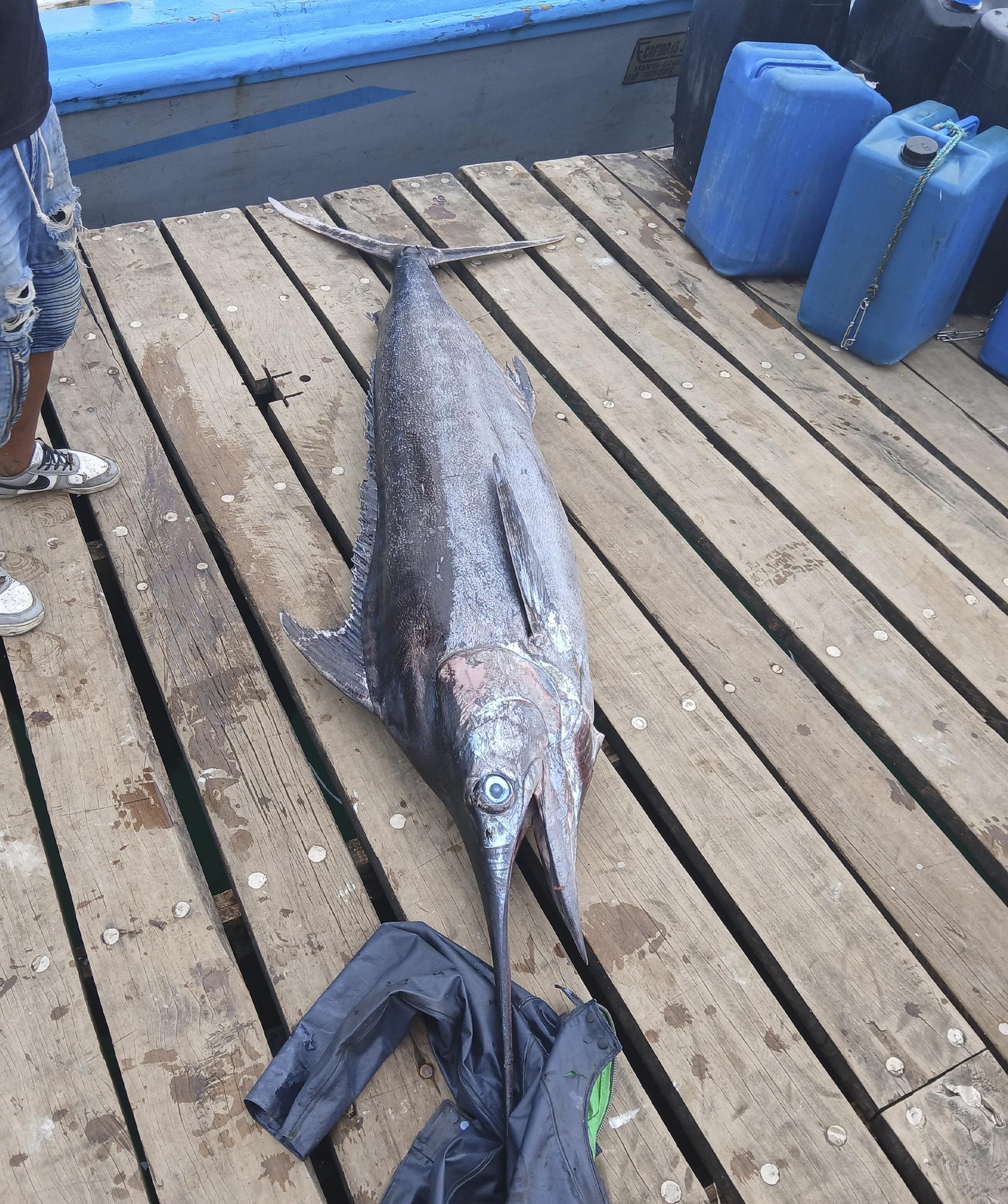 Marlín azul sobre un muelle de madera junto a una embarcación azul