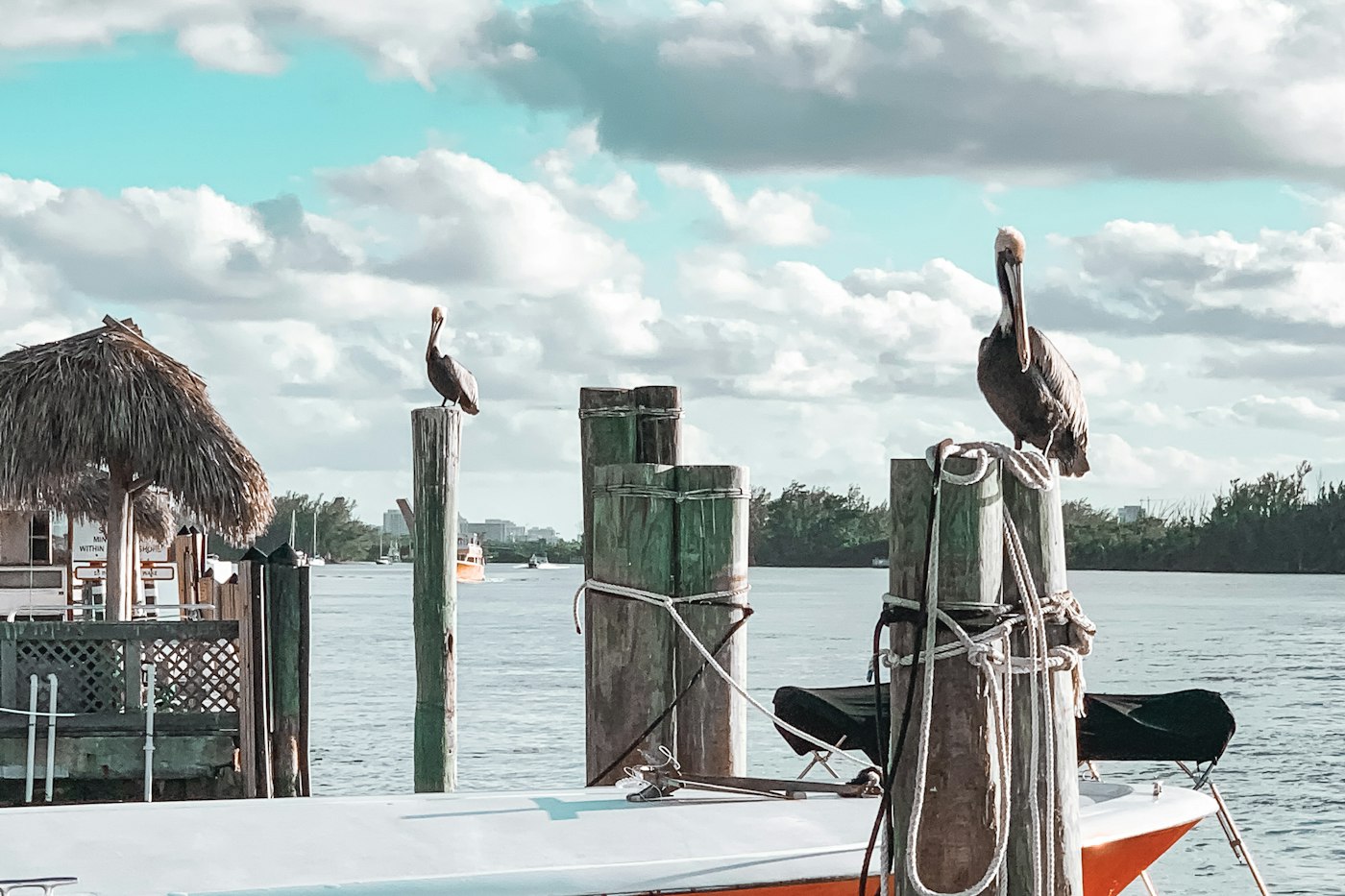 Dos pelícanos posados sobre postes de amarre de madera junto al agua