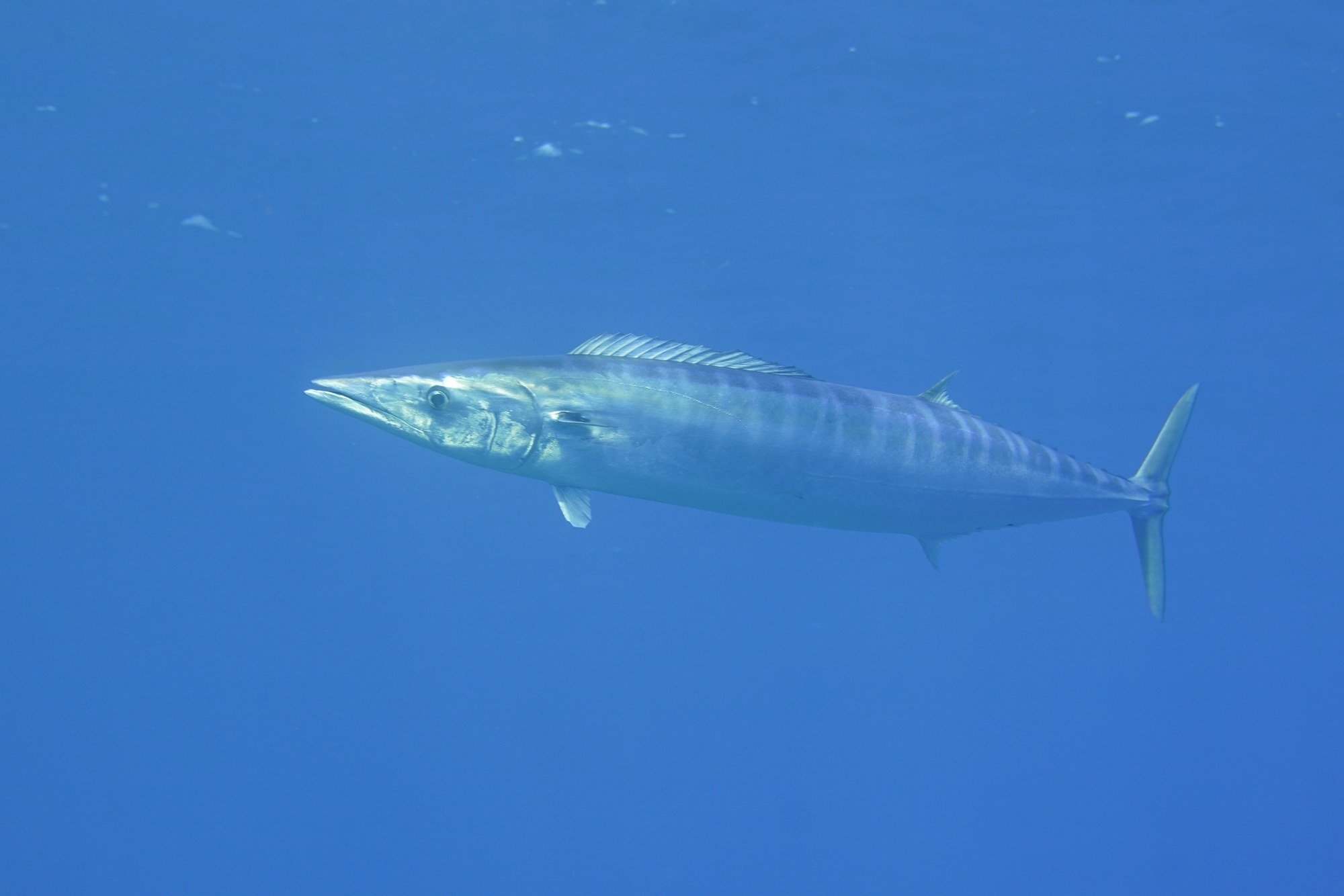 Acanthocybium solandri en Canarias